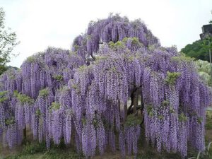 Hoa Tử Đằng (Hoa Đậu Tía, fuji, Wisteria sinensis)