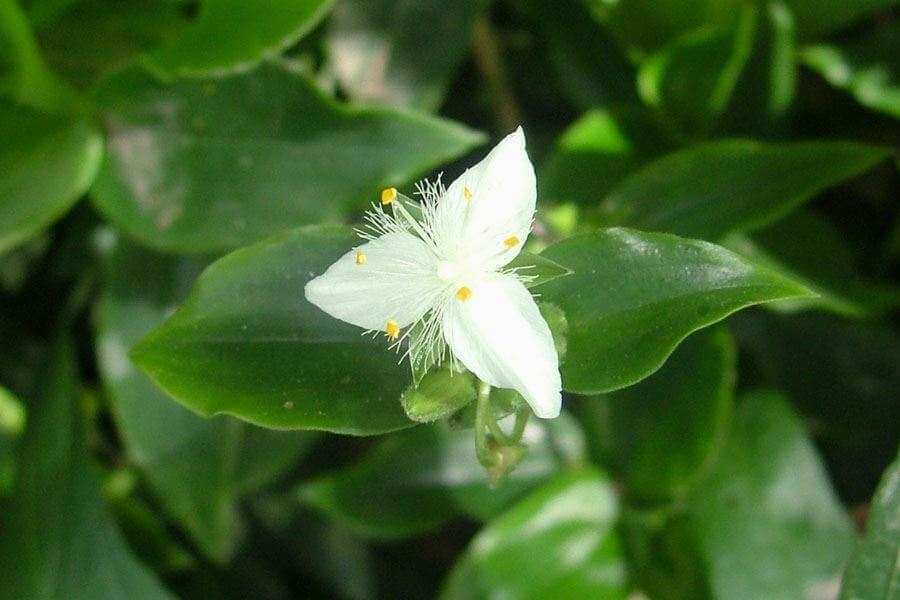 Hoa của loài Tradescantia fluminensis