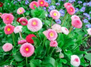 Xinh yêu sắc màu cúc Bellis (Cúc Nút Áo)