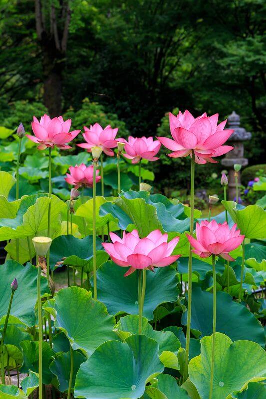 10 loài hoa đẹp nhất thế giới, số 8 ở Việt Nam mọc đầy, vài chục ...