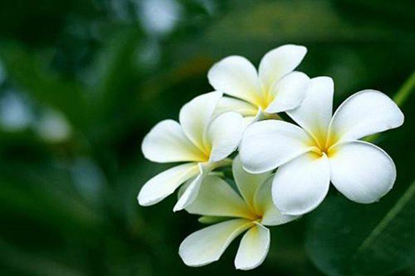 10 loài hoa đẹp nhất thế giới, số 8 ở Việt Nam mọc đầy, vài chục ...