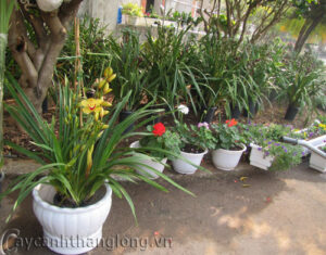 Hoa Lan Hồng Hoàng (chi Cymbidium)