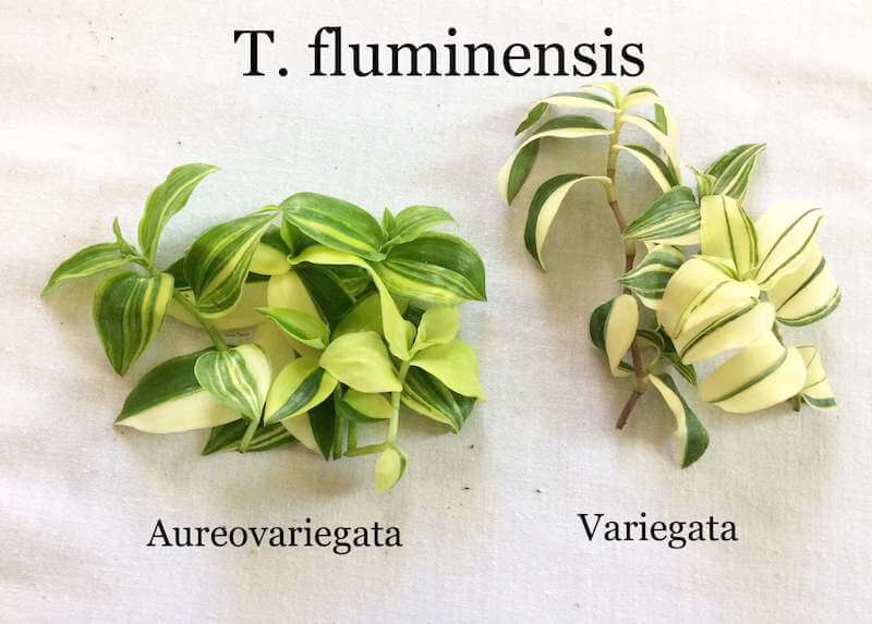 Phân biệt Tradescantia fluminensis Aureovariegata và Tradescantia Variegata