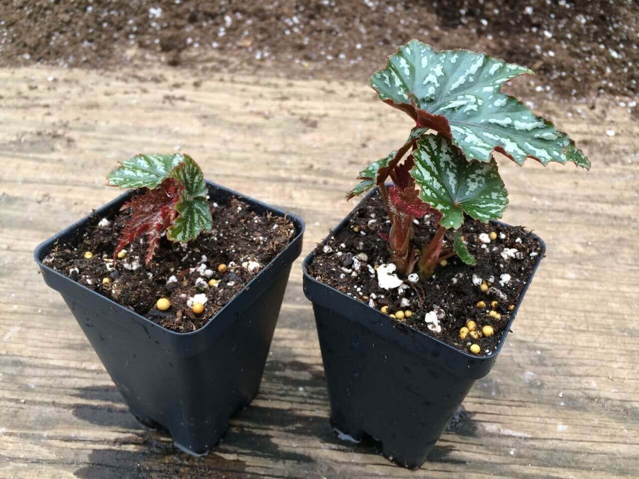 Khi các lá con cao tầm 3cm có thể tách riêng ra để trồng chậu như một cây độc lập. 