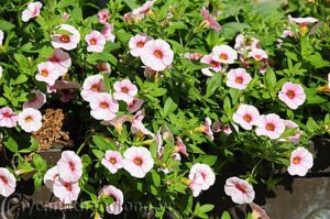Giới thiệu một số ảnh đẹp của hoa Million Bells (chi Calibrachoa, Hoa Triệu Chuông, Dạ Yến Thảo)