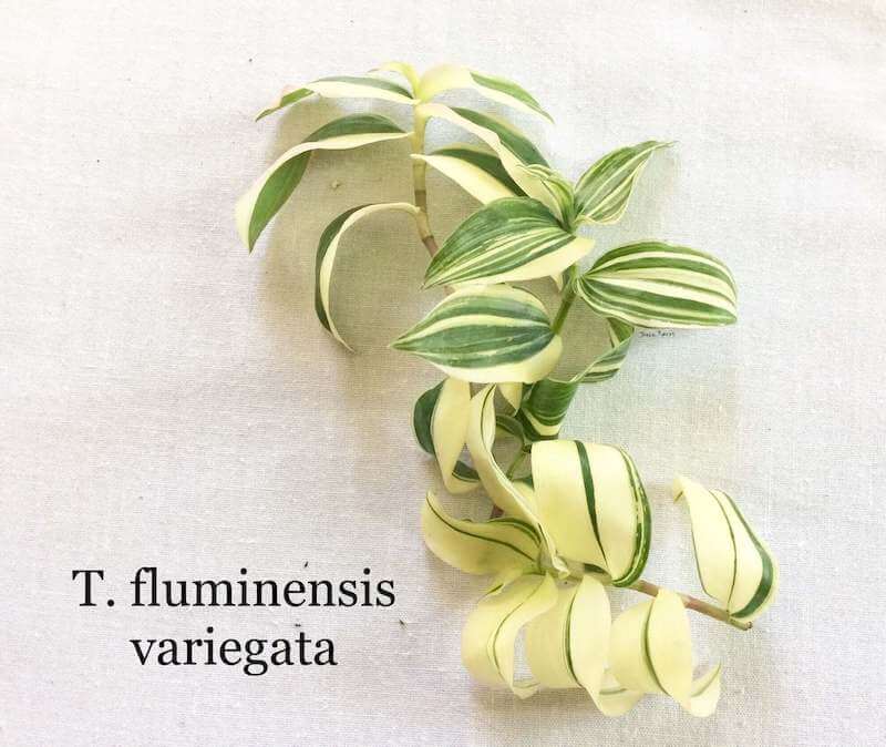 Một cành Tradescantia fluminensis variegata có nhiều lá trắng đẹp mắt.