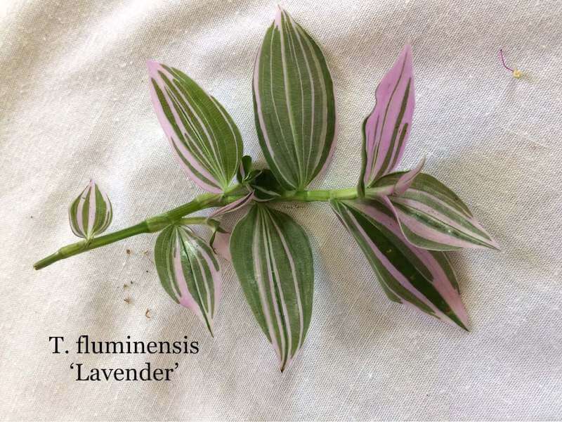 Một cành Tradescantia fluminensis 'Lavender'