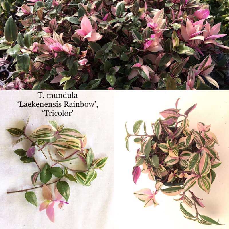 Những hình ảnh của Tradescantia mudula Laekenensis Rainbow (Tradescantia mundula Tricolor)
