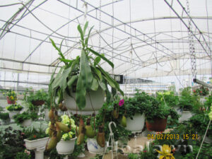 Cách nhân giống cây Nắp Ấm