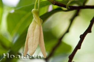 Hoa Na (Annona squamosa) mộc mạc vườn nhà