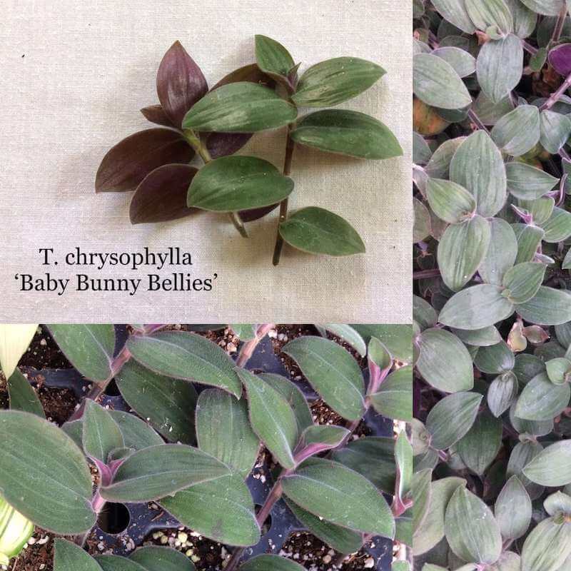 Cây Tradescantia chrysophylla 'Baby Bunny Bellies'  