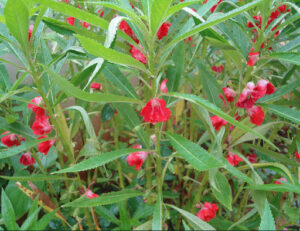 Hoa Móng Tay (Impatiens balsamina) đa sắc
