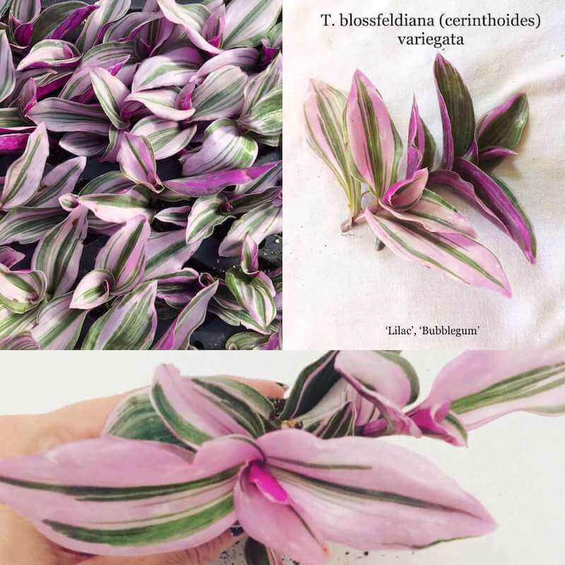 Cây Tradescantia blossfeldiana (cerinthoides) variegata (smooth form) - 'Lilac'