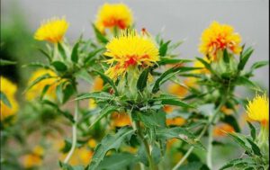 Hồng Hoa (Carthamus Tinctorius): Sắc cam vàng rực rỡ