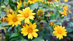 Mùa hoa Dã Quỳ (Tithonia diversifolia) rực rỡ ở Đà Lạt