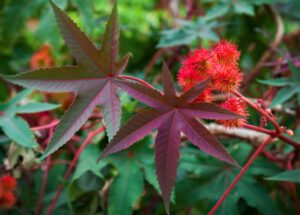 Thầu Dầu Ba Lá Tía (Jatropha gossypifolia) xinh xinh
