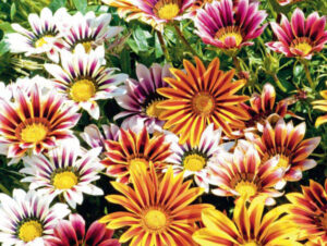 Cúc Châu Mỹ (cúc Gazania) rực rỡ thu hút