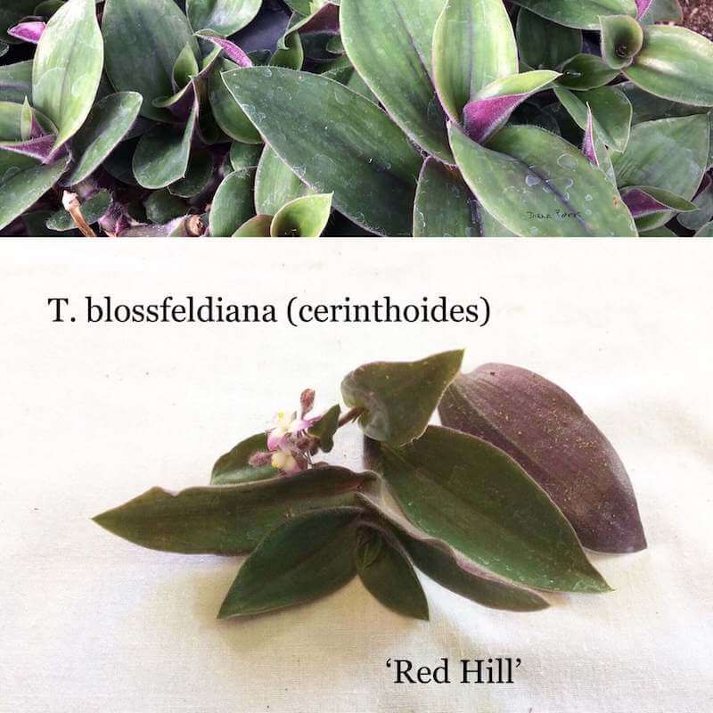 Cây Tradescantia blossfeldiana 'Red Hill'