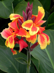 Hoa Chuối Cảnh: Vẻ đẹp bất ngờ