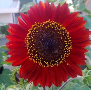 Hướng Dương Hồng (Helianthus annuus) vận khoe sắc đỏ nồng nàn