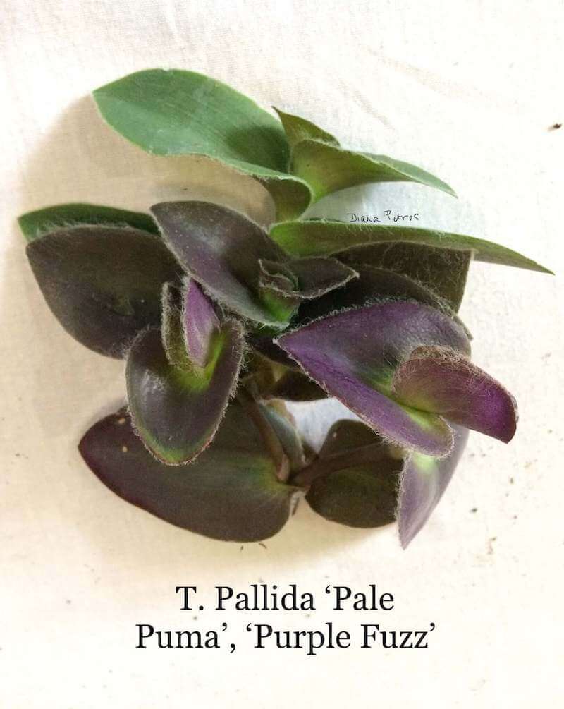 Cây Tradescantia pallida 'Pale Puma'