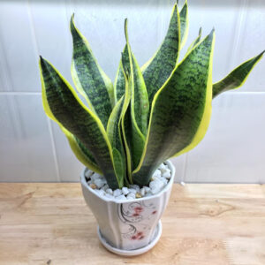 Khi cây Lưỡi Hổ (Snake Plants) nở hoa