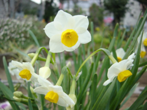 Sự tích hoa Thuỷ Tiên