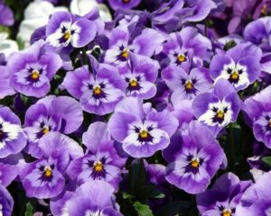 Hoa Pensee: Những cánh bướm dập dìu