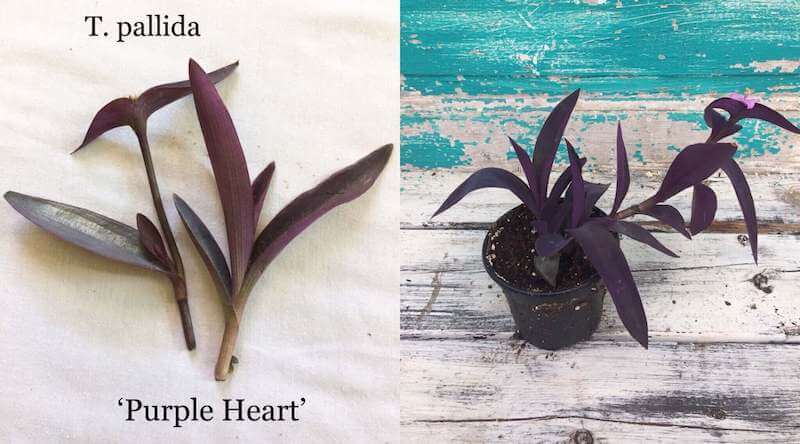 Cây Tradescantia pallida ‘Purple Heart’ 