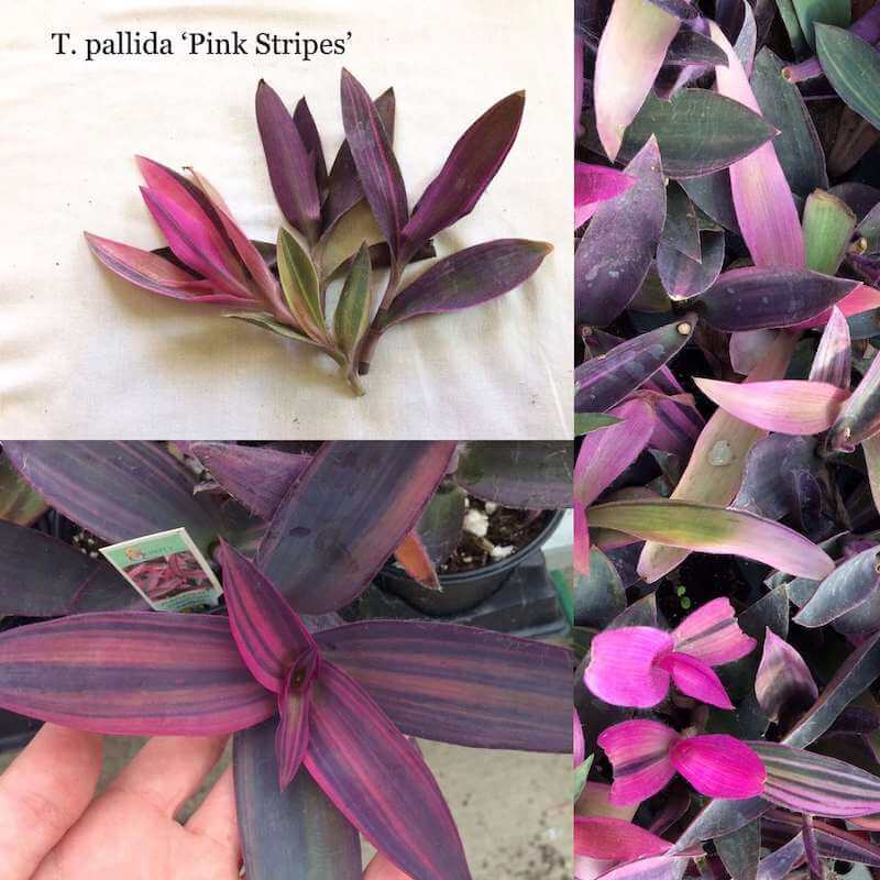 Tradescantia pallida ‘Variegated Purple Heart’, 'Pink Stripes'