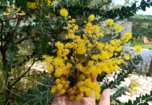 Vàng óng sắc hoa Mimosa (Acacia Podalyriaefolia)