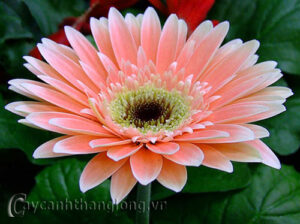 Sự tích hoa Đồng Tiền