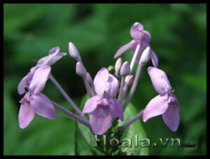 Dịu dàng xinh xinh nàng Xuân Hoa (Pseuderanthemum laxiflorum)