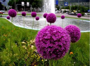 Quả cầu hoa Allium giganteum màu tím