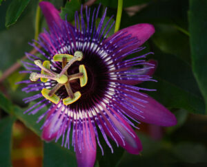 Hoa Lạc Tiên Cảnh (Passiflora incarnata): Áo tím mộng mơ