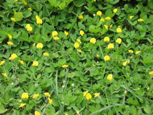 Trồng Cỏ Lạc (Arachis pintoi): Đẹp và hữu ích