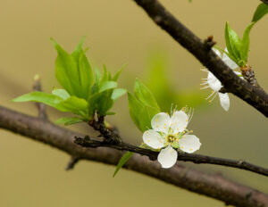 Hoa Mơ: Chiếc loa nhỏ xinh