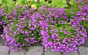 Hoa Điệp Thúy (Lobelia erinus) dập dờn đàn bướm xinh trên cành