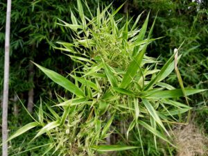 Hoa Tre: Bi hùng một loài hoa