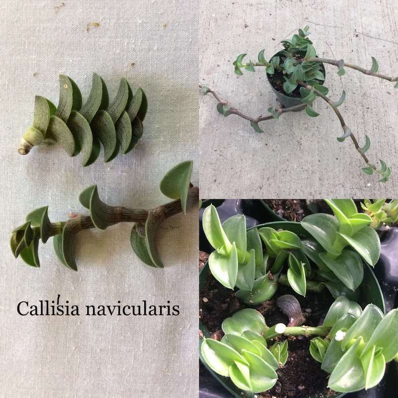 Cây Callisia navicularis