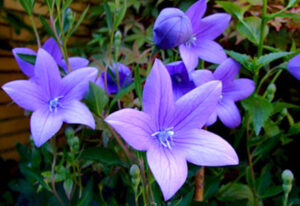 Hoa Sao Băng tinh khôi lãng mạn