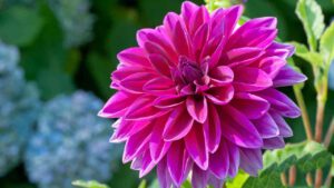 Sự tích Hoa Thược Dược