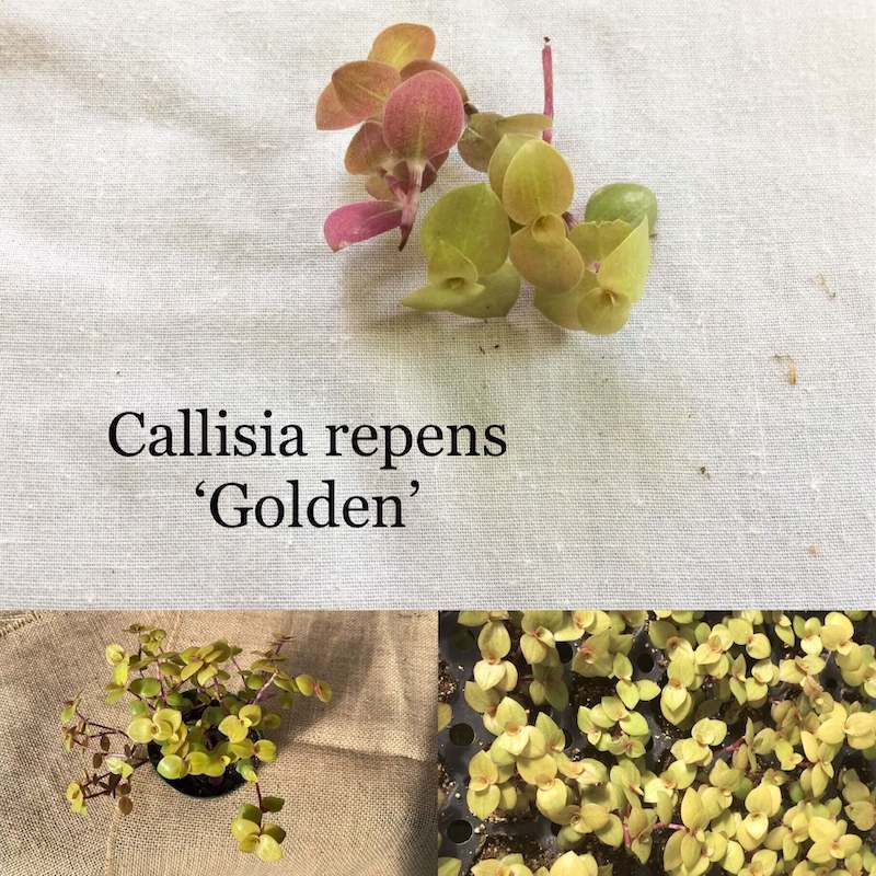 Cây Callisia repens 'Golden'