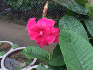 Hồng Anh rủ khoe sắc hồng mơ màng