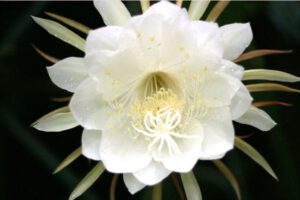 Sự tích hoa Quỳnh