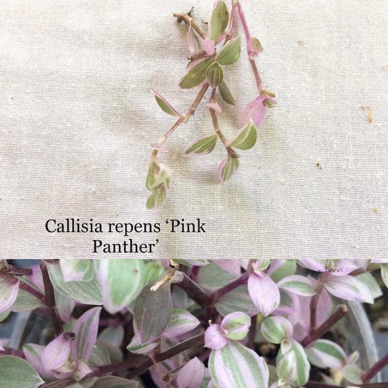 Cây Callisia repens 'Pink Panther' (Callisia repens Pink Lady 'Violet')