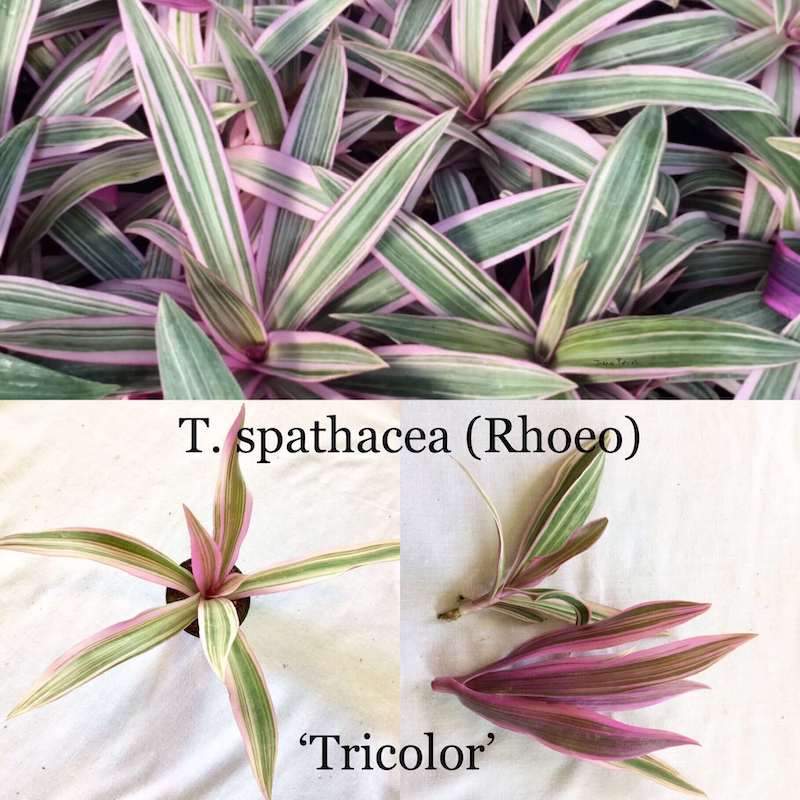Cây Tradescantia spathacea 'Tricolor' (Rhoeo spathacea) ('Moses In the Cradle')