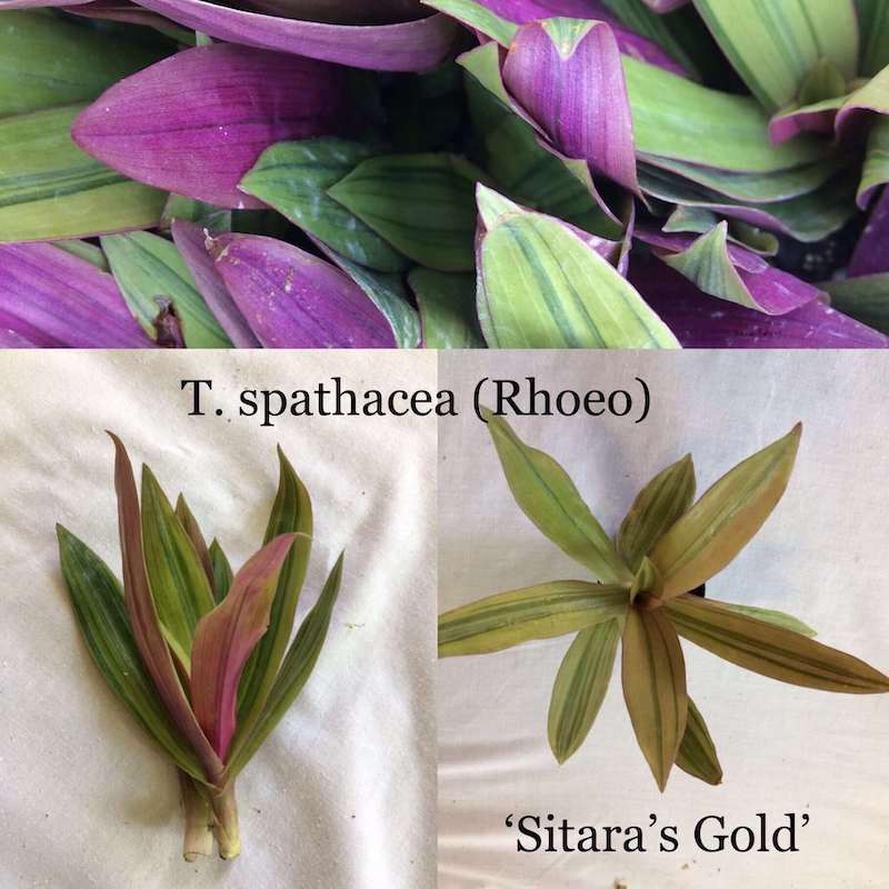 Cây Tradescantia spathacea 'Sitara's Gold' (Rhoeo spathacea 'Sitara's Gold')