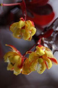 Đóa Hoa Đôi (Hoàng Liên Gai)