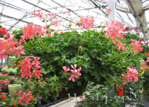 Hoa Phong Lữ Thảo (Pelargonium zonale)